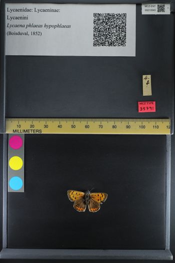 Media type: image;   Entomology 213343